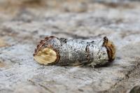 Phalera bucephala