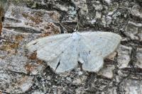Scopula immutata