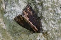 Dypterygia scabriuscula