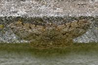 Peribatodes rhomboidaria rhomboidaria