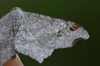 Macaria alternata