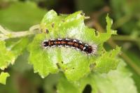 Sphrageidus similis