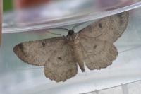 Hypomecis punctinalis