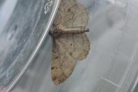 Peribatodes rhomboidaria rhomboidaria
