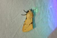 Spilarctia lutea