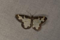 Lomaspilis marginata