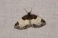 Mesoleuca albicillata