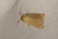 Mythimna pallens