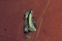 Pheosia tremula
