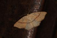 Cyclophora punctaria