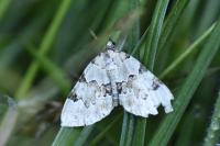 Colostygia pectinataria