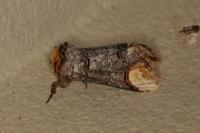 Phalera bucephala