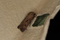 Agrotis exclamationis exclamationis