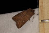 Mythimna albipuncta