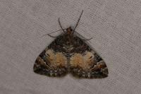 Dysstroma citrata/truncata