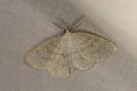Cabera exanthemata