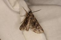 Pachetra sagittigera