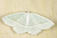 Campaea margaritaria