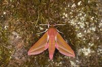 Deilephila elpenor