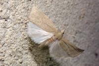 Chilo luteellus