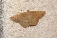 Scopula rubiginata