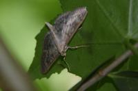 Patania ruralis