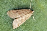Parapoynx stratiotata