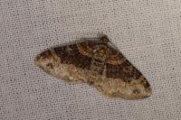 Xanthorhoe spadicearia/ferrugata