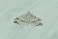 Macaria alternata