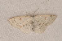 Cyclophora albipunctata