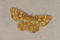Hydrelia flammeolaria