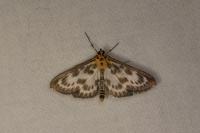 Anania hortulata