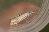 Crambus lathoniellus