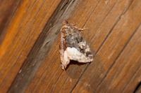 Deltote pygarga