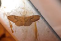 Idaea rubraria