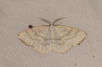 Cabera exanthemata