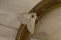 Spilosoma lubricipeda