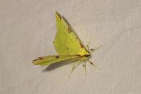 Opisthograptis luteolata