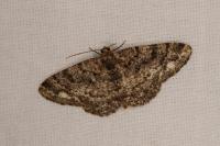 Parectropis similaria