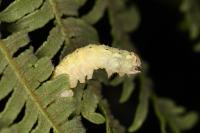 Polyploca ridens