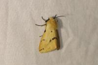 Spilarctia lutea