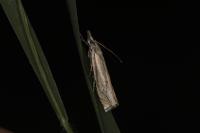 Crambus lathoniellus