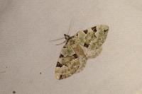 Colostygia pectinataria