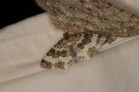 Epirrhoe alternata