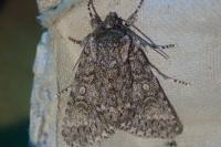 Acronicta megacephala