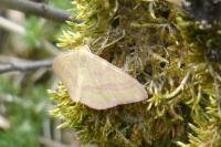Rhodostrophia calabra