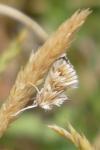 Cynaeda dentalis