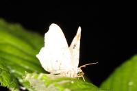 Macaria notata