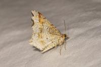 Macaria alternata