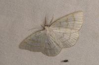 Cabera exanthemata